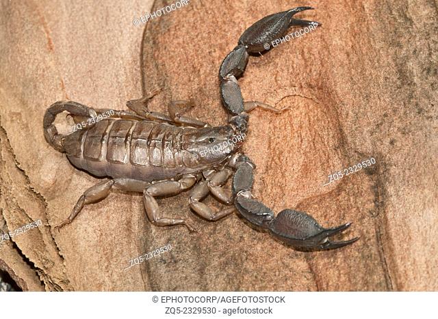 Flat scorpions Scorpiops sp. Family: Euscorpidae, Satpura Tiger Reserve, Madhya Pradesh, India
