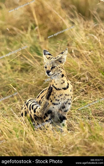 East Africa, Kenya, Masai Mara National Reserve, National Park, Female Serval (Leptailurus serval) in the savannah,