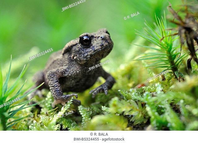 European common toad (Bufo bufo), juvenile sitting on moss, Germany