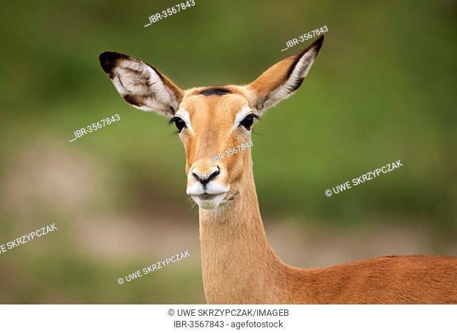 Impala (Aepyceros melampus), portrait
