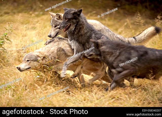 Wolf pack alpha male and female assert dominance over subordinates, Stock  Photo, Picture And Low Budget Royalty Free Image. Pic. ESY-058340207 |  agefotostock