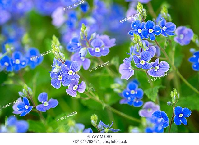 Veronica chamaedrys - blue blossoms in spring