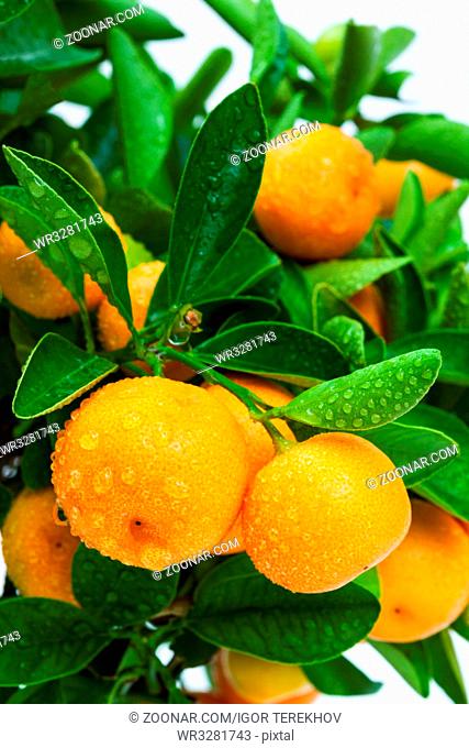 ripe tangerine tree fruits close up