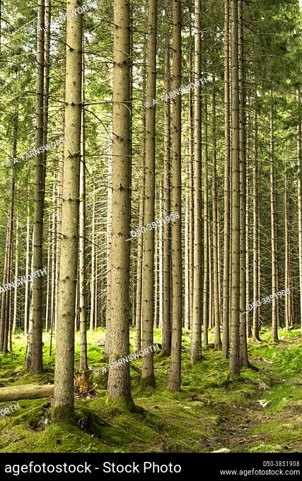 Boras, Suecia Un bosque de pinos y un suelo de bosque mágico