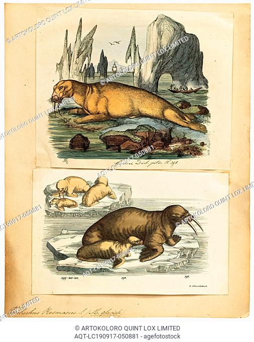 Trichechus rosmarus, Print, The walrus (Odobenus rosmarus) is a large flippered marine mammal with a discontinuous distribution about the North Pole in the...