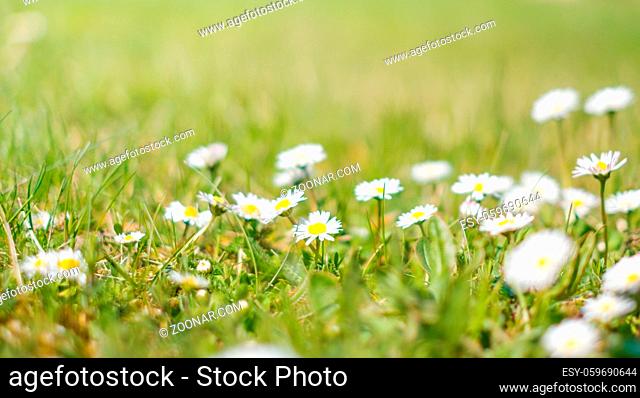 daisy flowers and grass closeup - spring meadow -