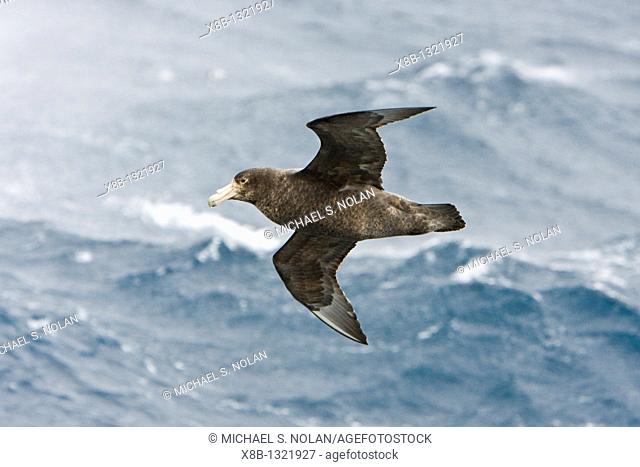Southern Giant Petrel Macronectes giganteus on the wing in and around the Antarctic Peninsula