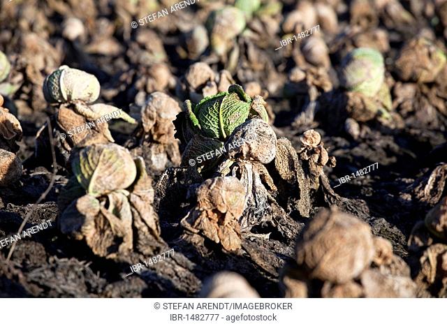 Old cabbage on the field in winter on the Swiss side of Lake Constance near Triboltingen, Switzerland, Europe