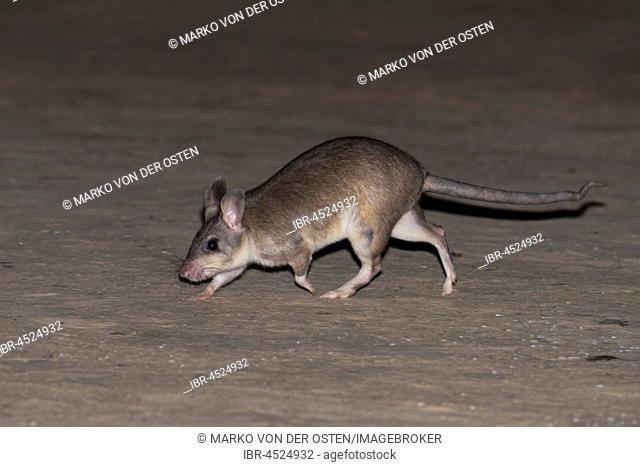 Malagasy giant rat (Hypogeomys antimena), running, Kirindy National Park, Madagascar