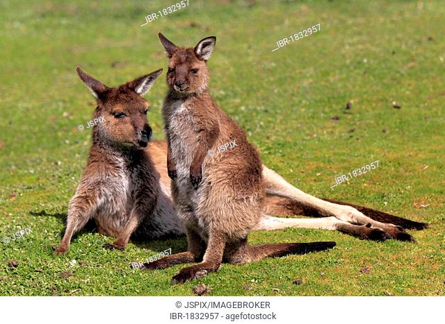 Kangaroo Island Kangaroo (Macropus fuliginosus fuliginosus), subspecies of the Western Gray Kangaroo, adult, Kangaroo Island, South Australia, Australia