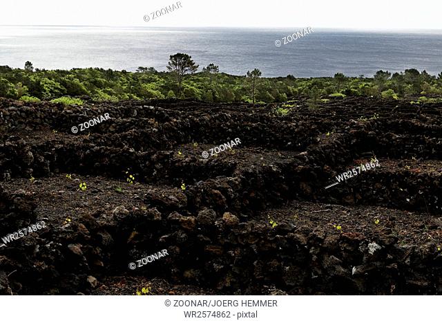Landscape of the Pico Island Vineyard Culture, World heritage site, Azores