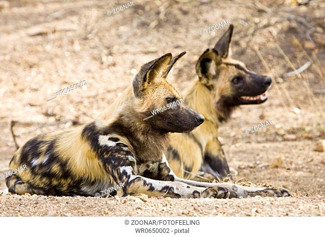 Afrikanischer Wildhunde Lycaon pictus, Kruger Nationalpark, Suedafrika, Afrika, African wilddogs, South Africa