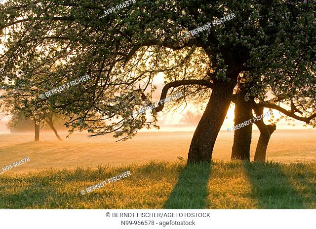 Orchard, appletrees in flower, sunrise and morning fog, Franconian Switzerland, Bavaria, Germany