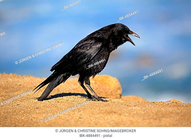 American Crow (Corvus brachyrhynchos), adult on rock, calling, California, North America, USA