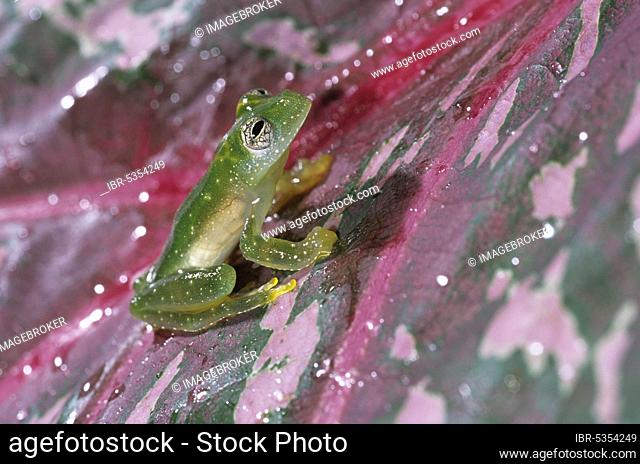 Glass frog (Cochranella granulosa), lateral view, Nicaragua, Central America