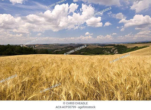 Wheat fileds in Countryside near Sienna, Italy