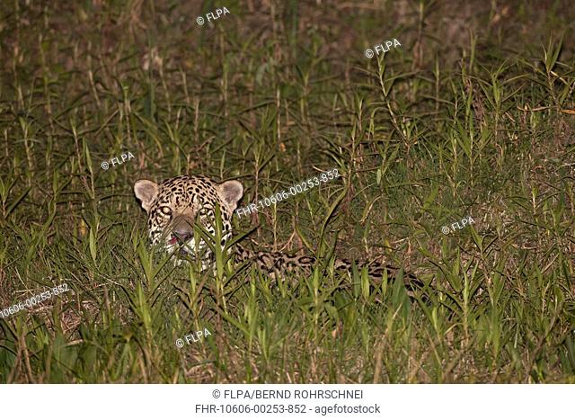 Jaguar Panthera onca adult, laying in vegetation at night, Pantanal, Mato Grosso, Brazil