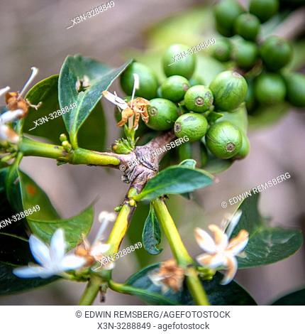 Unripe coffee beans and blossoms growing on tree in Rwanda