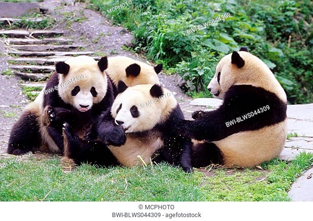 giant panda Ailuropoda melanoleuca, four two years old Giant Pandas in the research station of Wolong, national animal of china, China, Sichuan, Wolong