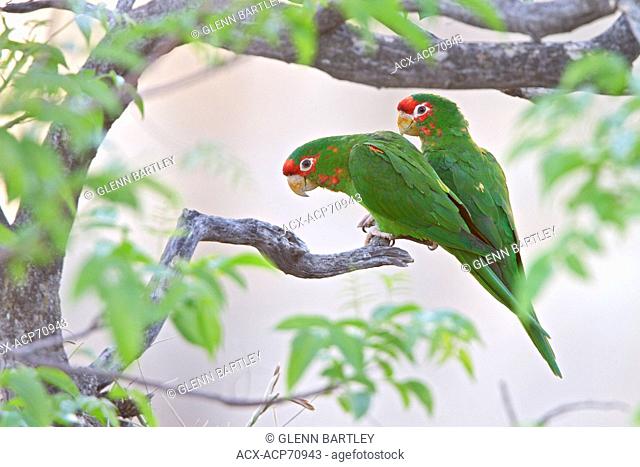 Mitred Parakeet (Aratinga mitrata) perched on a branch in Bolivia, South America