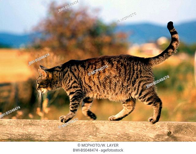 domestic cat, house cat (Felis silvestris f. catus), single animal walking over a bar, Greece, Corfu