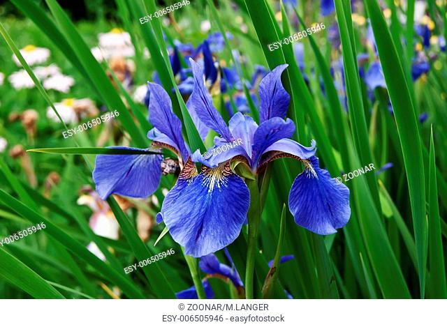 Blue-iris-and-green-leaves-in-garden