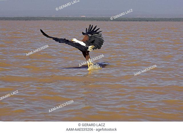 African Fish Eagle (Haliaeetus Vocifer), Adult Fishing, Lake Baringo, Kenya