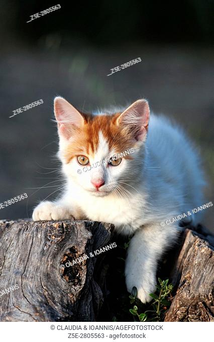 Portrait of a white and red kitten lying on a tree stub and looking at camera