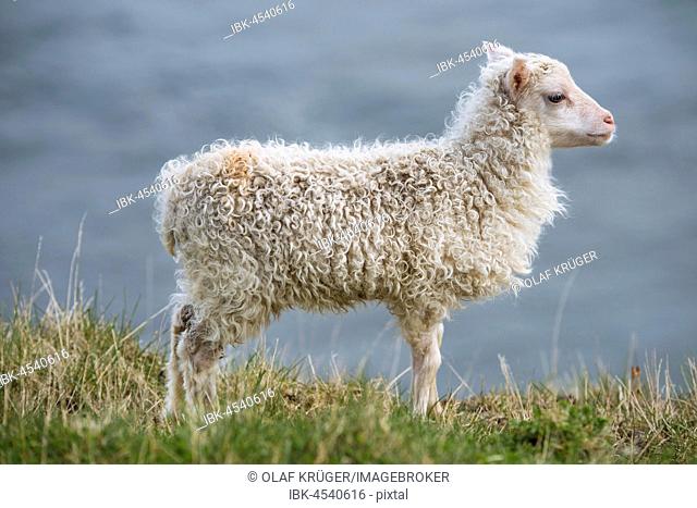 Lamb (Ovis), Hafnarnes, Eastfjords, Iceland
