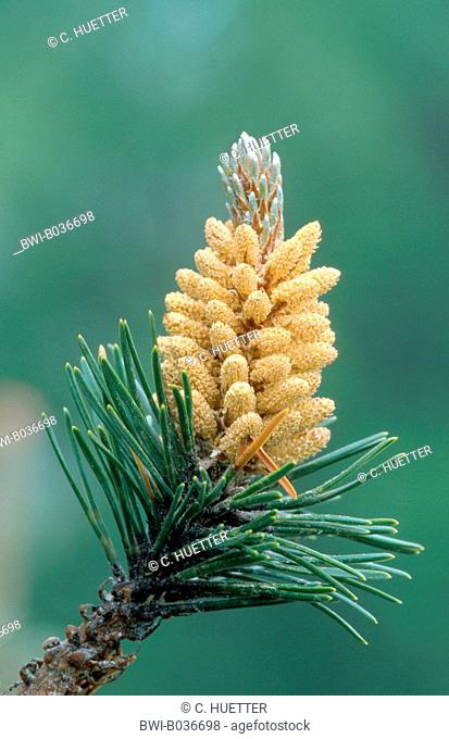 Mountain pine, Mugo pine (Pinus mugo), male inflorescences