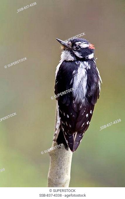 Downy woodpecker Picoides pubescens perching on a tree stump