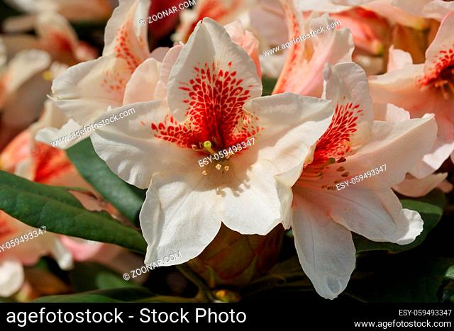 Rhododendron Amber Kiss, herald of spring, flower of the gardens