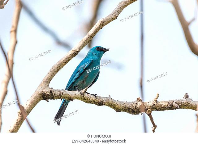 Bird (Verditer Flycatcher, Eumyias thalassinus) blue on all areas of the body, except for the black eye-patch and grey vent perched on a tree in a nature wild