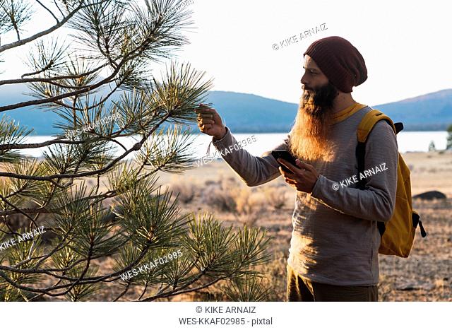 USA, North California, bearded man with cell phone examining a tree near Lassen Volcanic National Park