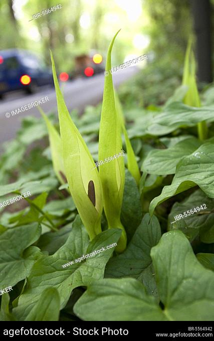 Lords and common arum (Arum maculatum) spathe and spadix growing by the roadside beside woodland, Peak District, Derbyshire, England, United Kingdom, Europe
