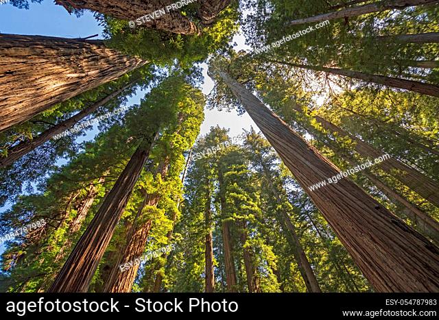 Looking up into the Coastal Redwoods on a Sunny Day in Jedidiah Smith State Park in California