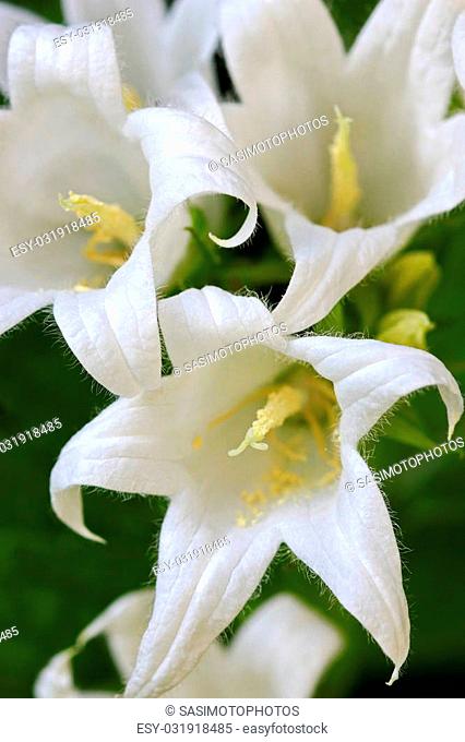 Closeup of White Pouffe Milky Bellflower (Campanula Latifolia, Alba)