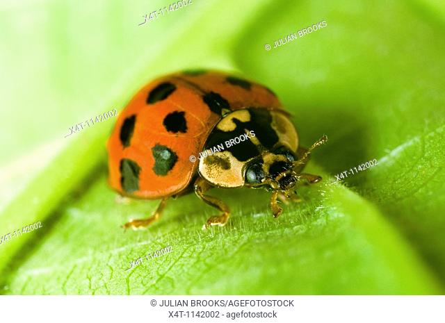 Close up of the Harlequin ladybird Harmonia axyridis in a garden in the UK