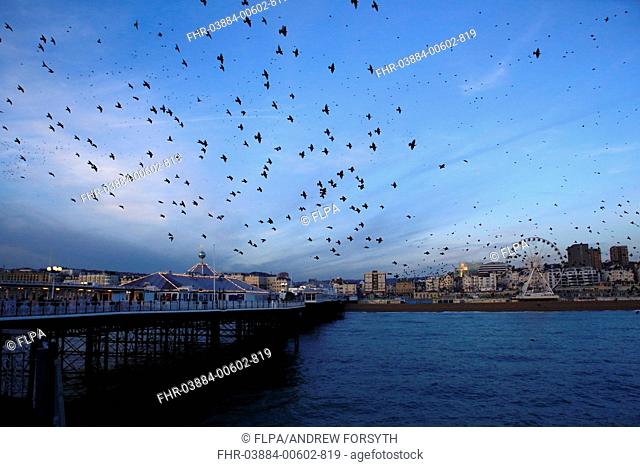 Common Starling (Sturnus vulgaris) flock, in flight over sea, gathering over roost site at sunset, Brighton Pier, Brighton, East Sussex, England, January