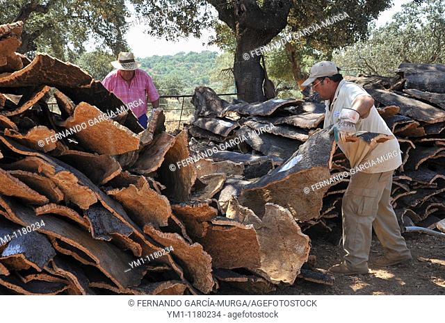 Men piling up 'corchas' cork sheets: Cork extraction. Los Leones Estate. Puebla de Obando, Badajoz Extremadura. Spain
