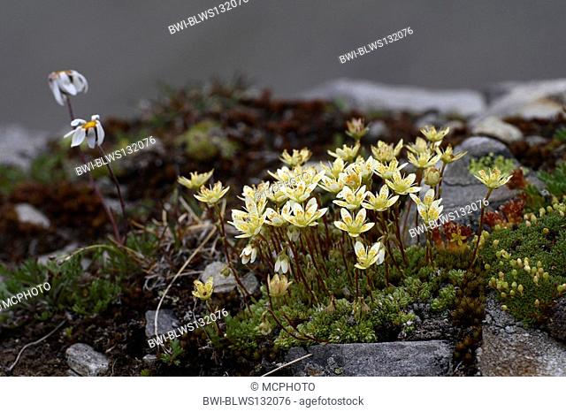 Saxifraga bryoides Saxifraga bryoides, flowering, Austria, Tyrol