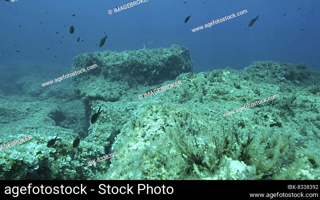 Rocky seabed covered with Brown Seaweed (Cystoseira) . Mediterranean underwater seascape. Mediterranean Sea, Cyprus, Europe