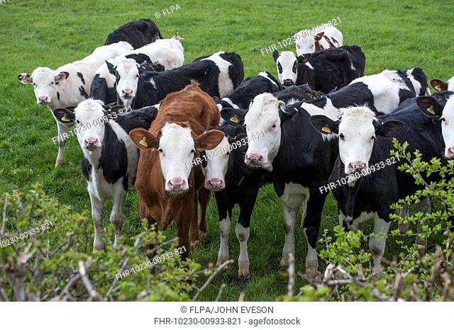 Domestic Cattle, young dairy heifers, herd standing beside hedge in pasture, Cheshire, England, april