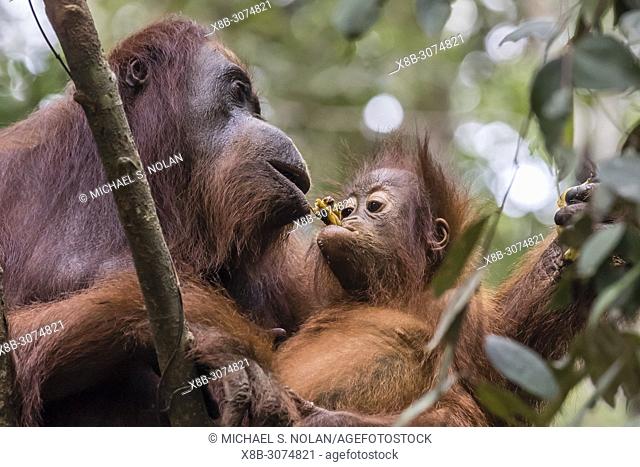 Mother and baby Bornean orangutan, Pongo pygmaeus, Camp Leakey, Borneo, Indonesia