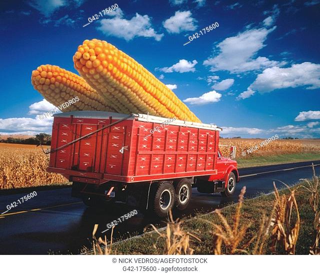 Farm truck hauling mind-boggling ears of corn