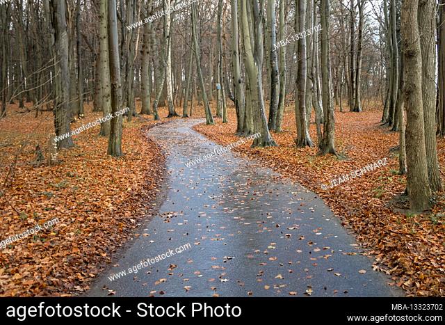 autumn path in the coastal protection forest to the beach