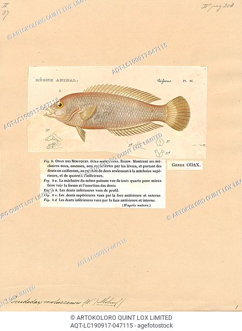 Pseudodax moluccensis, Print, The chiseltooth wrasse, Pseudodax moluccanus, is a species of wrasse native to the Indian Ocean and the western Pacific Ocean