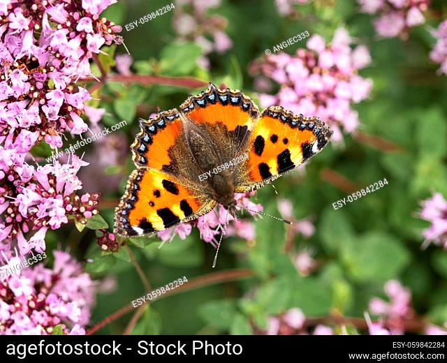 Small tortoiseshell butterfly, Aglais urticae, feeding on pink oregano flowers