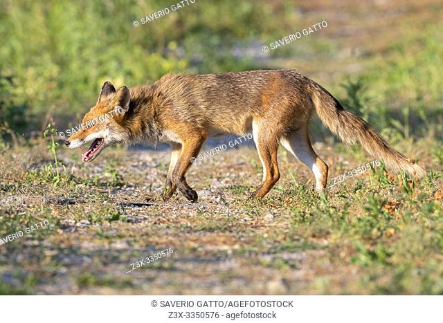 Red Fox (Vulpes vulpes), side view of an adilt male walking on a path