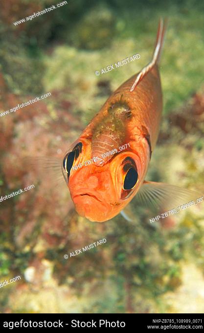 Blackbar Soldierfish with isopod  Date: 24/03/2004  Ref: ZB785-108989-0071  COMPULSORY CREDIT: Oceans Image/Photoshot